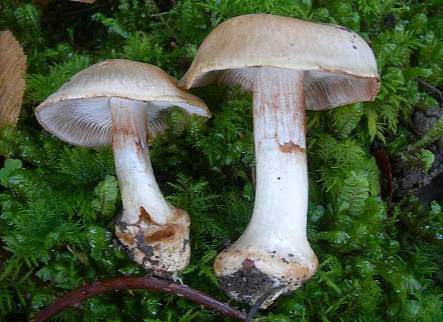 Prima  dell�era  glaciale